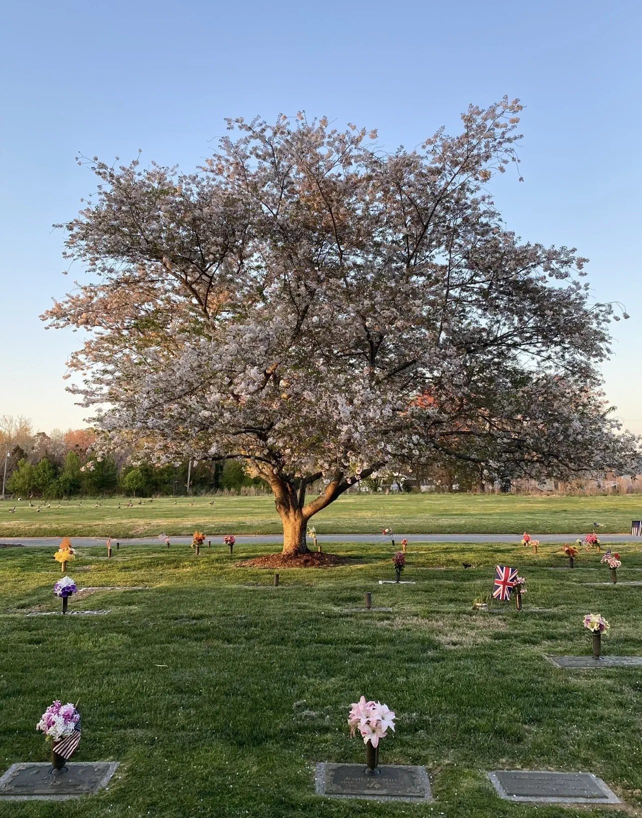cemetery-grounds